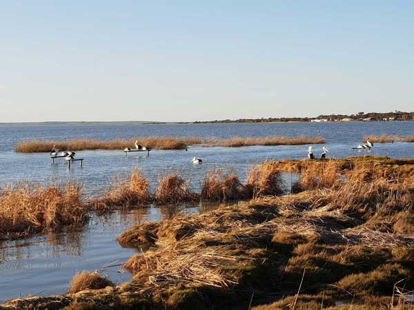 Lake Albert, Coorong Environmental Trust