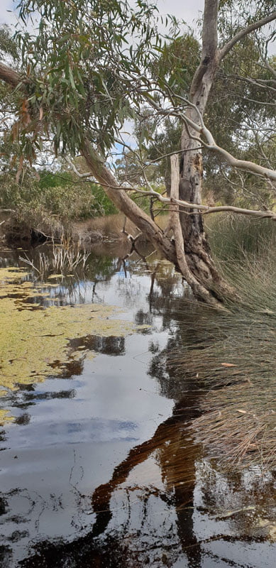 20181125_153724 Protecting the health of the Coorong National Park