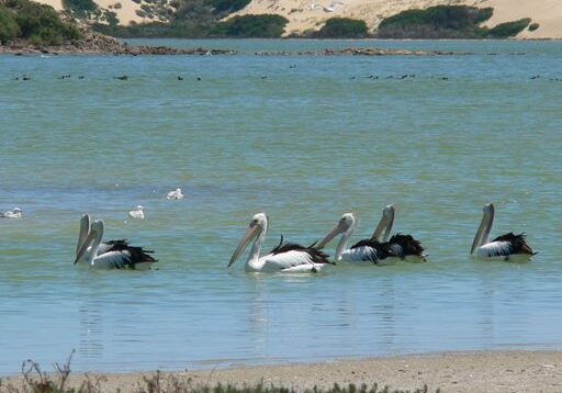 Fej0_VBQ Coorong National Park