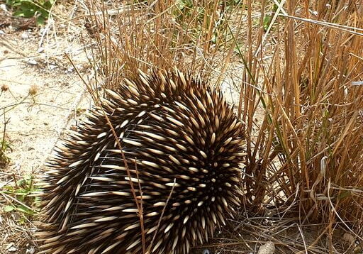 TrOKWz1o Coorong Fauna