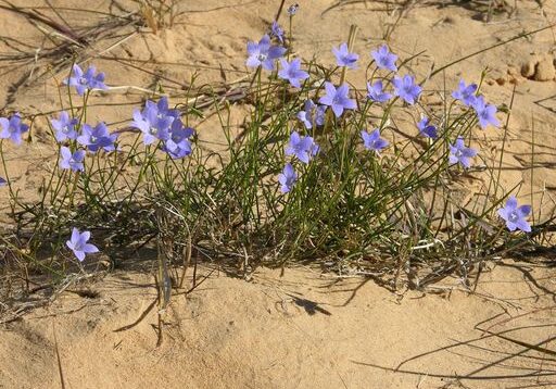 rydbzqyw Coorong Flora
